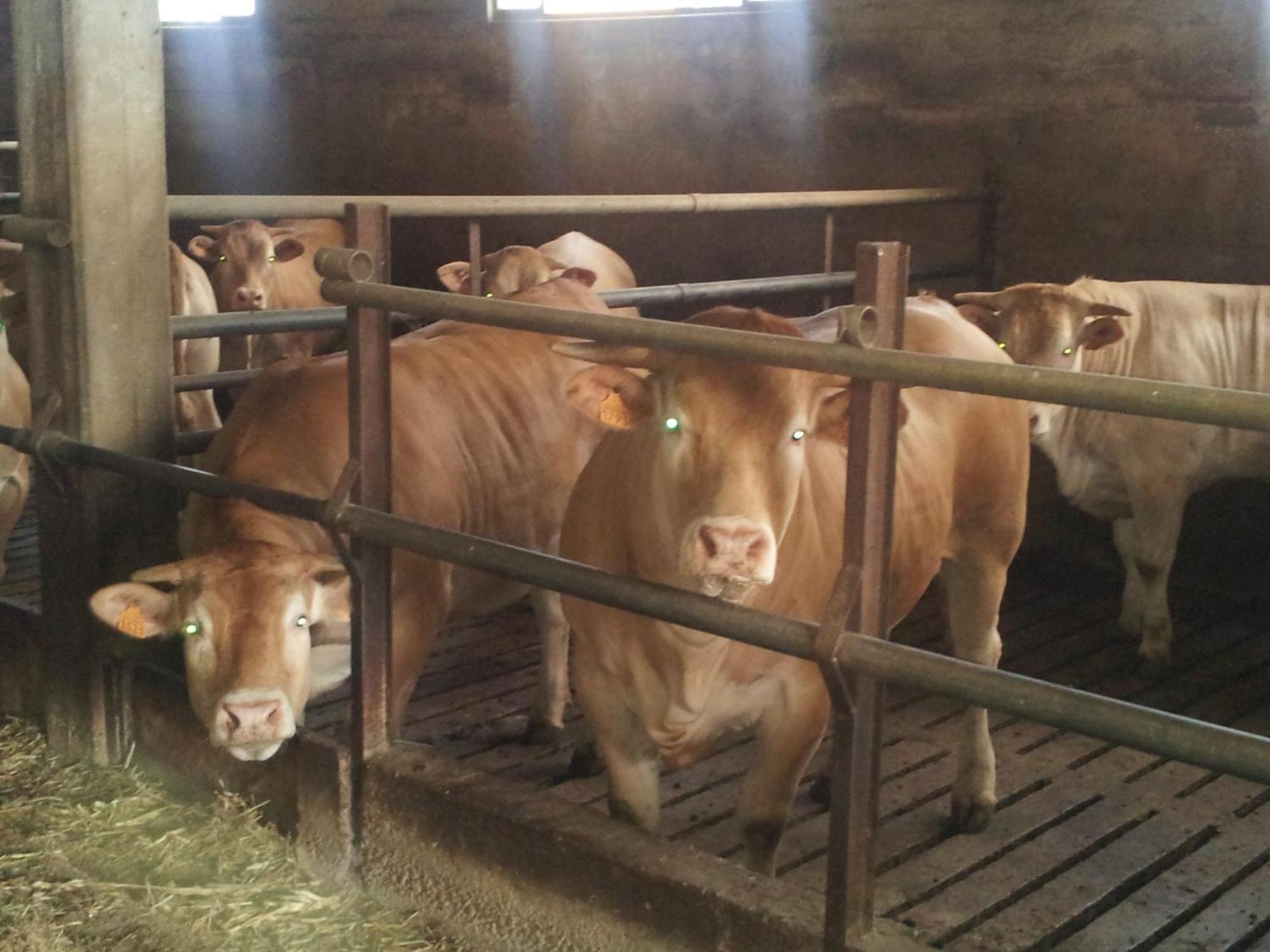 Agriturismo Ca' Del Gal Valeggio sul Mincio Eksteriør billede